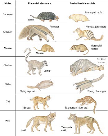 Parallel Evolution between marsupials and placentals - Home